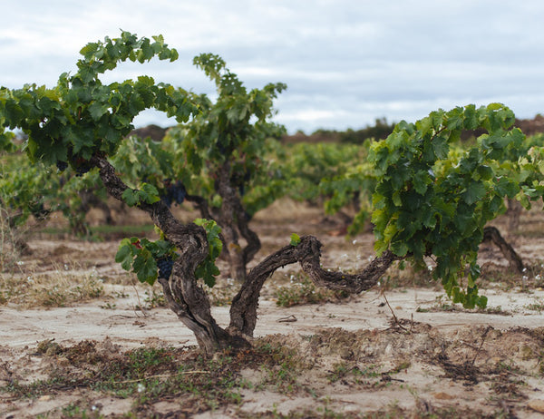 Adega Espanha Guia de Vinhos - Um novo olhar sobre Espanha